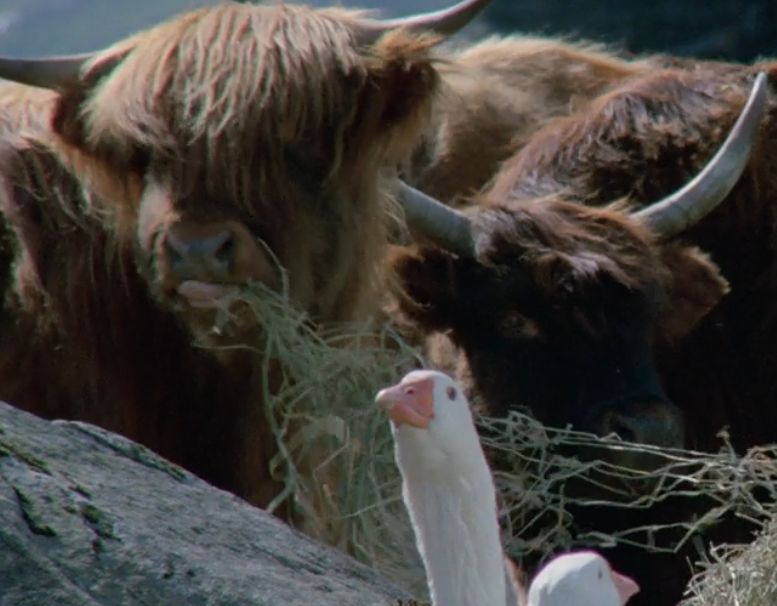 nickelgodzilla's tweet photo. highlander https://t.co/ZxGj7C88rT