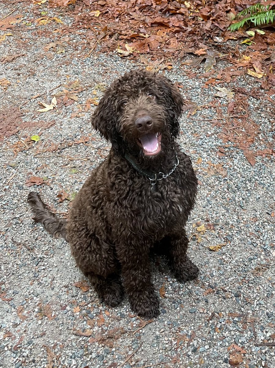 <a href="/box_of_darkness/">Tims</a> Ted (short for teddy bear) the labradoodle puppy says HI 👋🏾💝