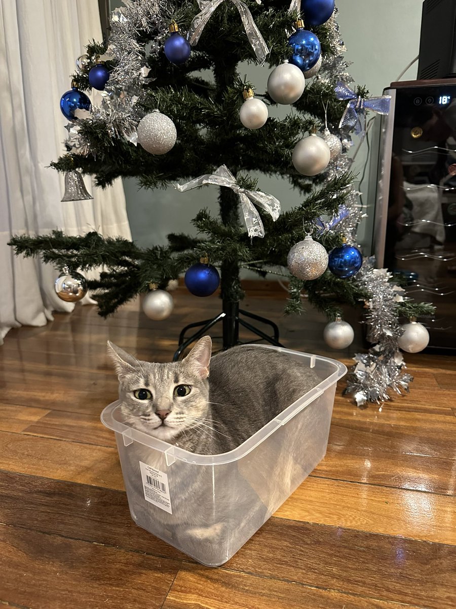 beaburgos1's tweet photo. @Number10cat @PoliticalPics Cleo says Merry Christmas from Argentina 🇦🇷🎄🎉she’s deeply interested in European political affairs and reads every tweet from the Boss. https://t.co/X1qFXDvQWx
