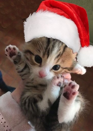 toddpeterson's tweet photo. This little one says Merry Christmas! https://t.co/QghIFQddqt