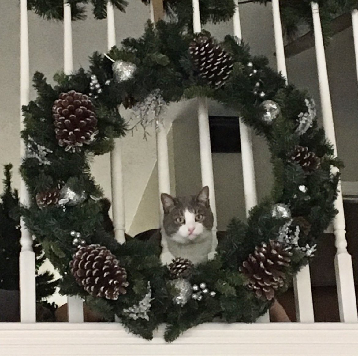 RealRuggle's tweet image. Merry Christmas!
#CatsOfTwitter