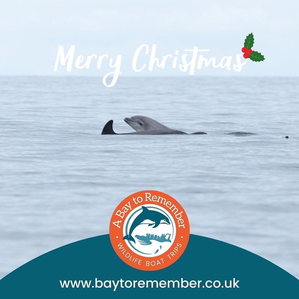Merry Christmas from all of the team at A Bay To Remember! 

#merrychristmas #bottlenosedolphin #bottlenosedolphins #wildlifeboattrips #abaytoremember #ceredigion #pembrokeshire #visitceredigion #visitpembrokeshire #visitwales #cardiganbay instagr.am/p/CmlsZGTD8_1/