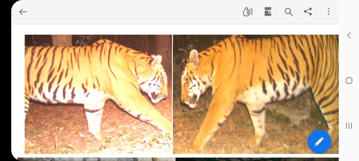 mkyadava's tweet photo. The RBT that swam through the mighty Brahmapotra river  upto Umananda in Guwahati is T-51 from Orang NP. Now in a new home in Nameri with lesser competition. https://t.co/WpVyrOqY8M