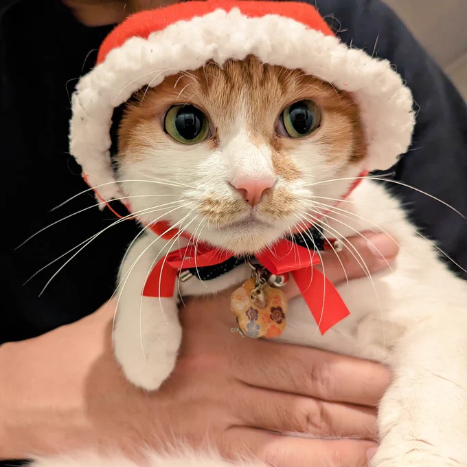 メリークリスマスにゃん 