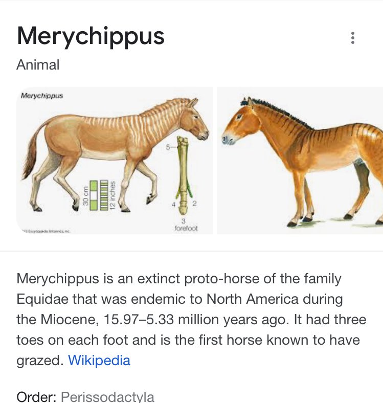 Merychippus everyone 🎄🐎