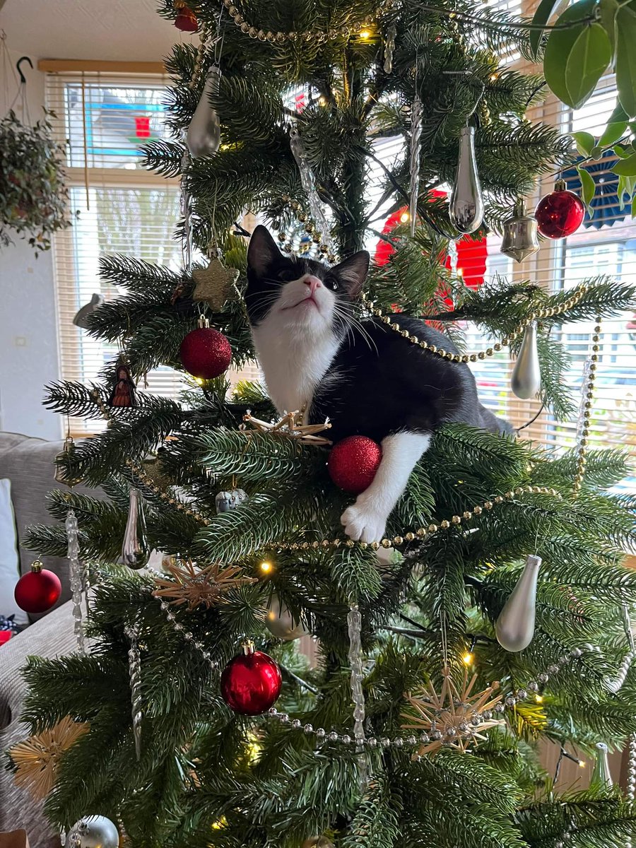 RachelMProsser's tweet photo. @Number10cat @PoliticalPics Minerva is the only decoration the tree needs... https://t.co/XXHwCUadVt