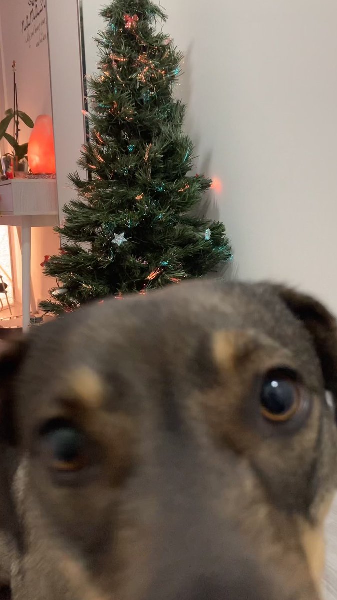 feliz navidad díganle feliz navidad
