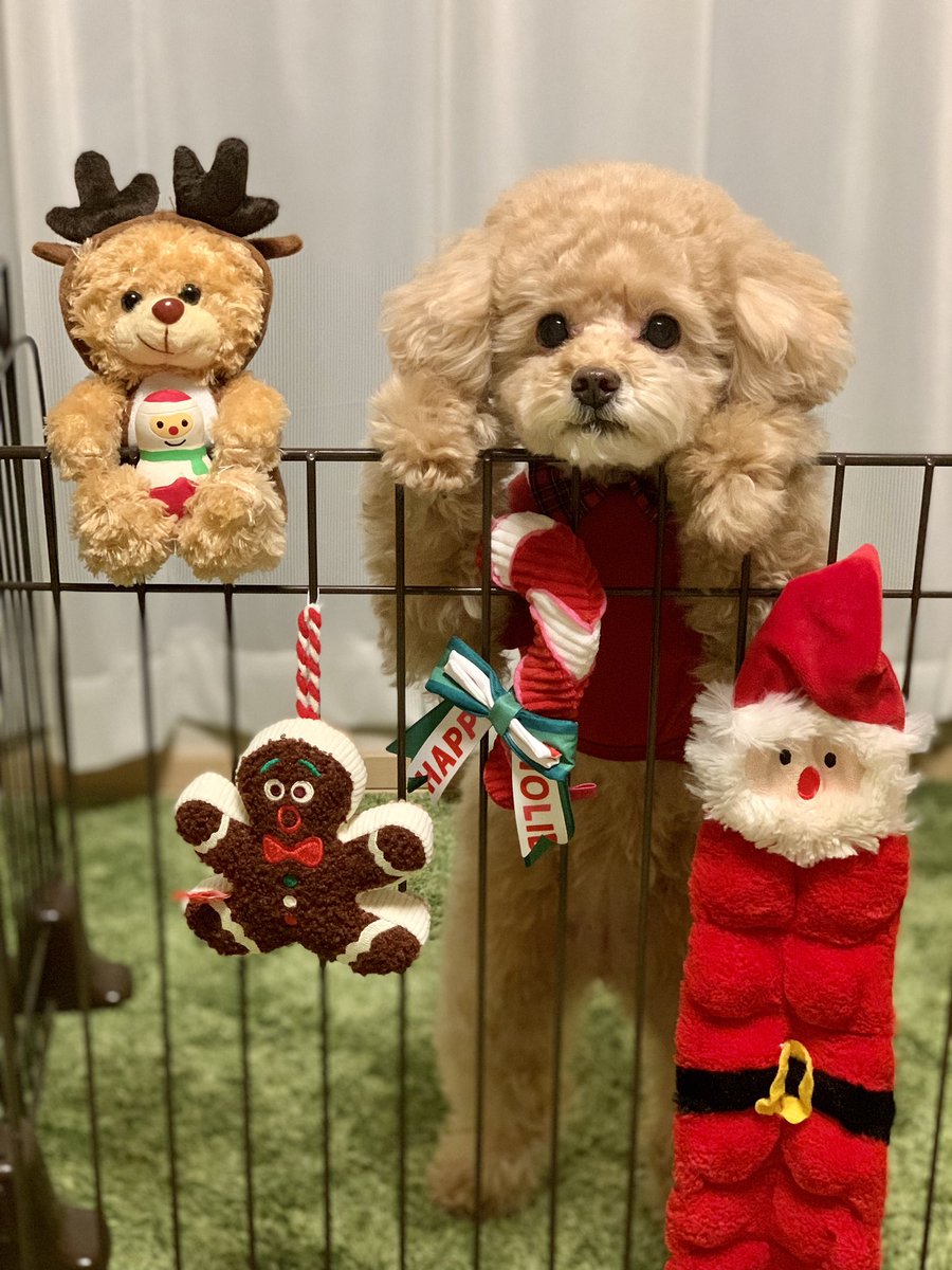 iamchiffon1024's tweet photo. クリスマスのお飾りに
なりきってるとこだよ🎄 https://t.co/aCAlN1Eozd