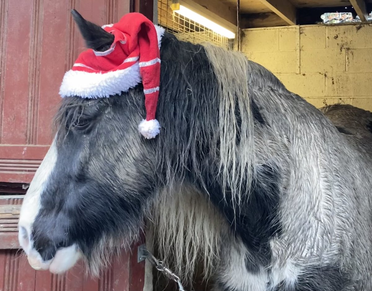 SuperArchie11's tweet photo. Merry Christmas! 🥕🥕🥕🥕🥕🥕🥕🥕🥕🥕🥕🥕🥕🍬🍬🍬🍬🍬🍬🍬🍬🍬🍬🍬🍬🍬🥕🥕🥕🥕🥕🥕🥕😋😋😋 https://t.co/PaVTQe2Etu