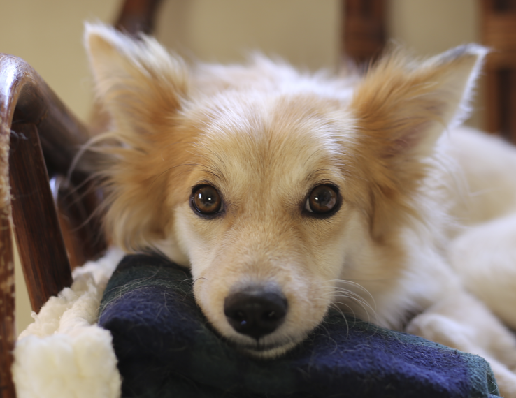 NINI50988934's tweet photo. 子犬たろの写真を発掘。かわいい～！顔立ちが幼い～～！ https://t.co/FKe9U36Bid