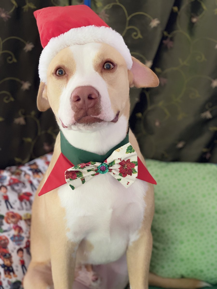 EstelarisDogHG's tweet photo. Sunny ☀️ 
Happy Holidays! 🎄✨

#happyholidays #holidaydog #grooming #angelpaws4pets #xmasdog #merrychristmas #merryyule #dogslovers https://t.co/xkYA50hWFX