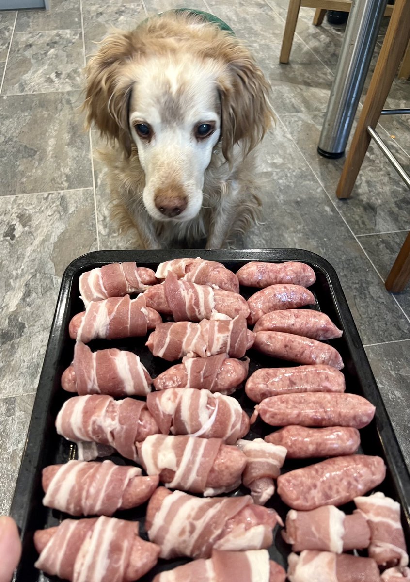 I take my role of Pigs In Blankets supawviser very seriously. This batch are approved for cooking #PigsInBlankets #AdoptDontShop #DogsOfTwitter #ChristmasLunch #NoSprouts #Delicious #MerryChristmasEveryone