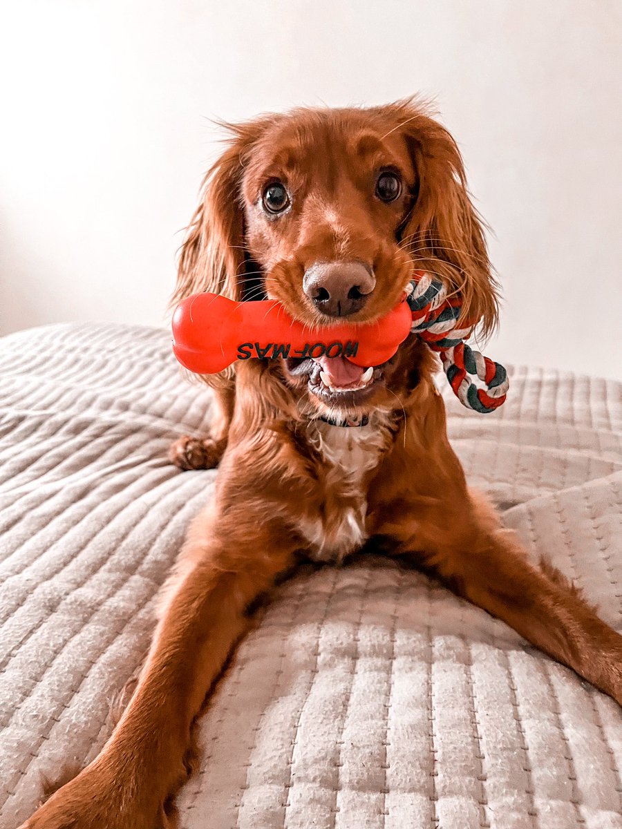 I wish You a wonderful Christmas!❄️🎄💕 Lots of licks from Obi too!🐶