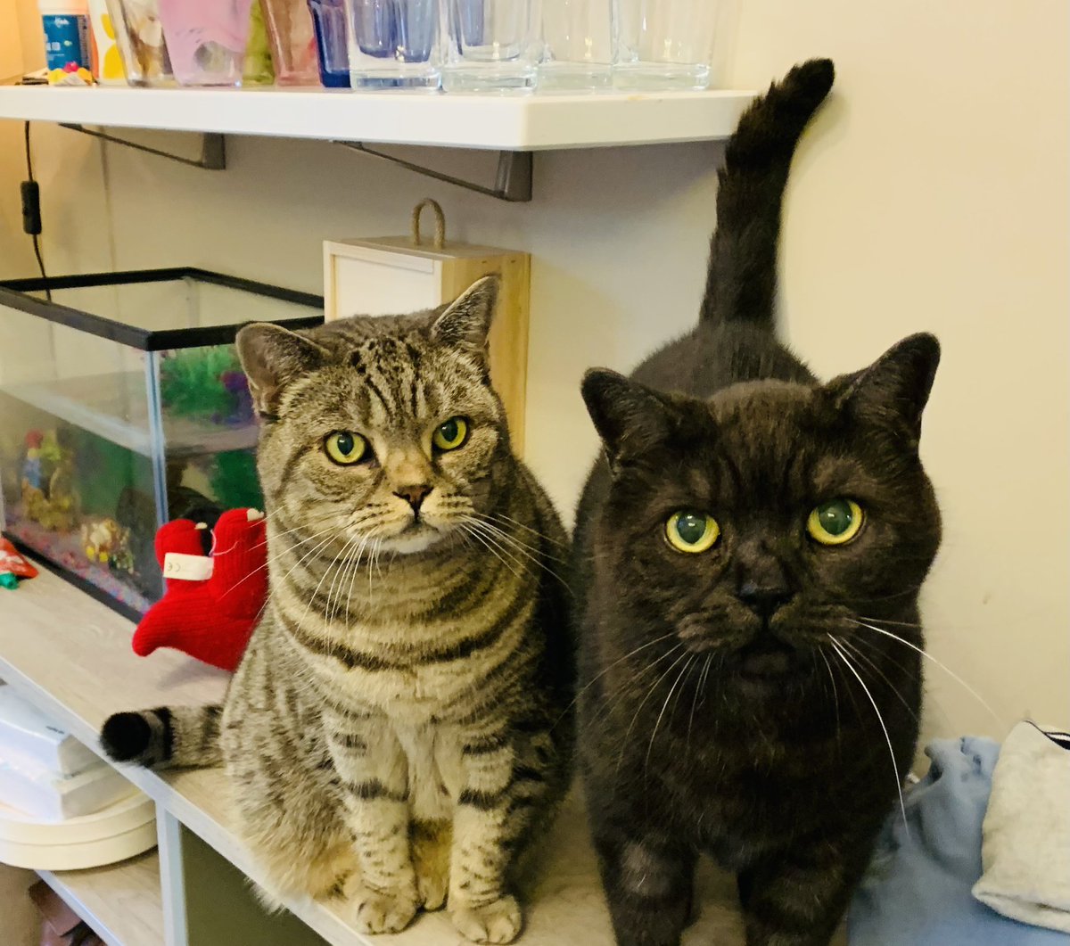 Kate Pogson tweet media