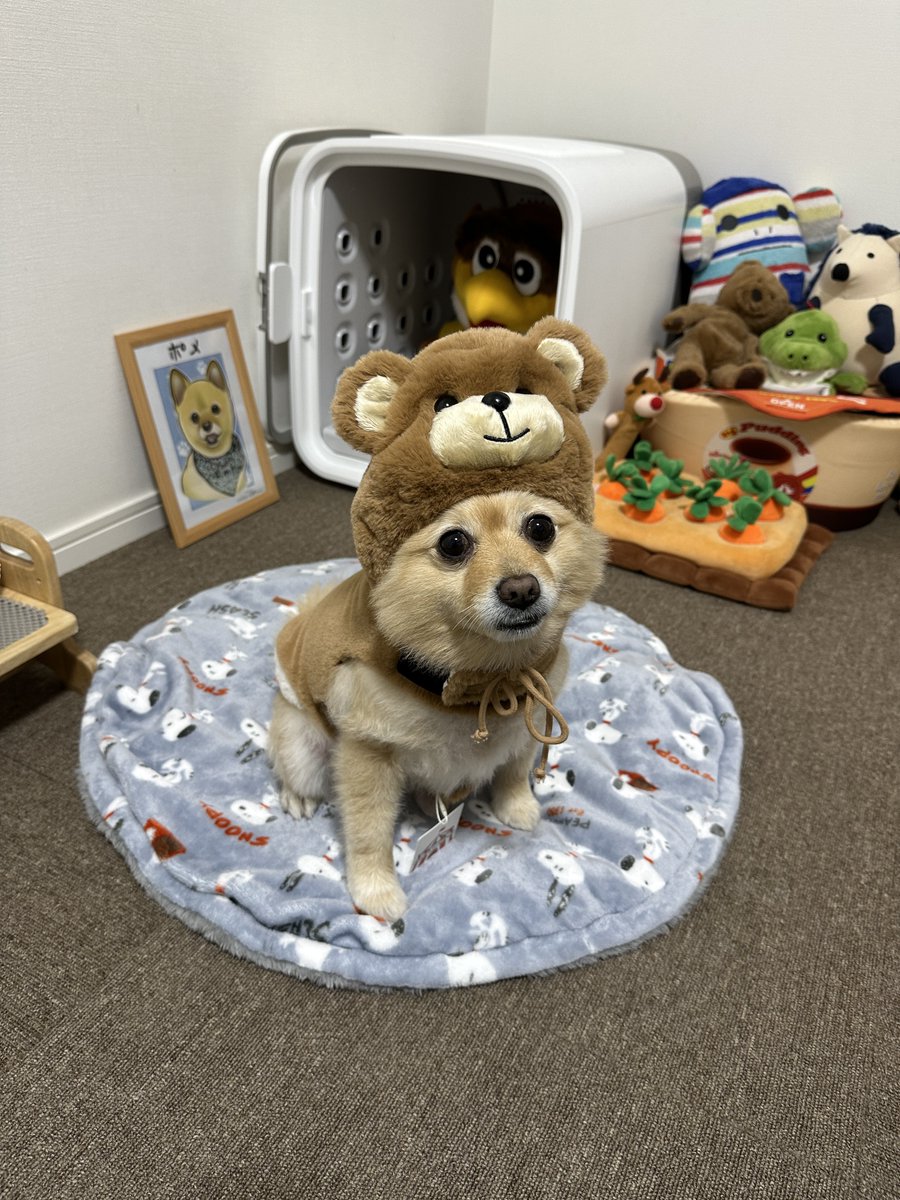 今年のクリスマスプレゼントは熊の洋服にしました🧸