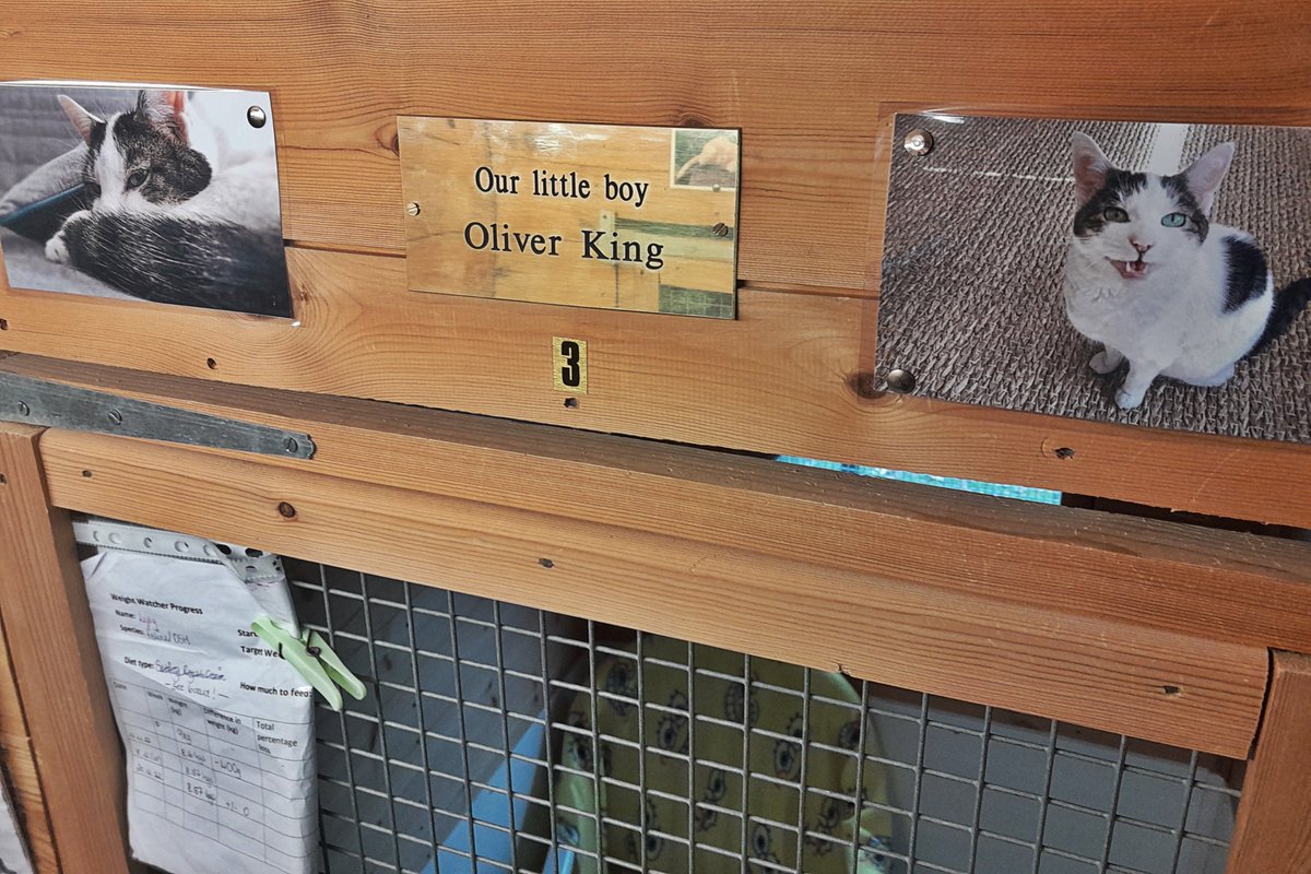 OliverSoho's tweet photo. Oliver now has a rescue bed dedicated to him, back at the shelter he originally came from, so other unfortunate cats can be helped in his name. We miss you, little boy, especially on your favourite day of the year. #CatsofTwittter https://t.co/FuQilT4r4F