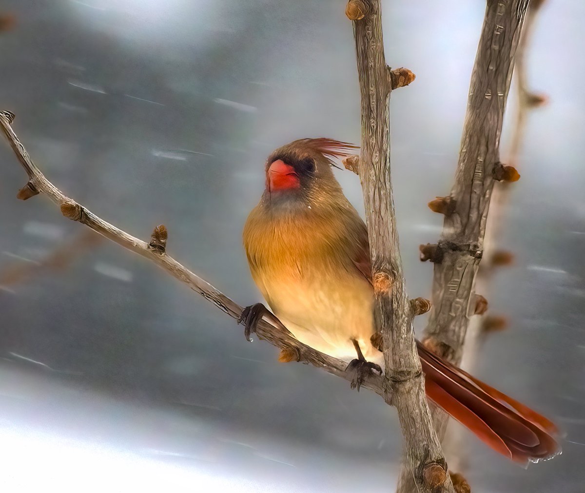 « Standing Strong !! » Female Northern Cardinal showing how she, and many other birds in our area, are so strong under heaving winds and snow. This was taken during our snow storm earlier. #birdphotography #naturephotography #birdwatching #Snowstorm2022