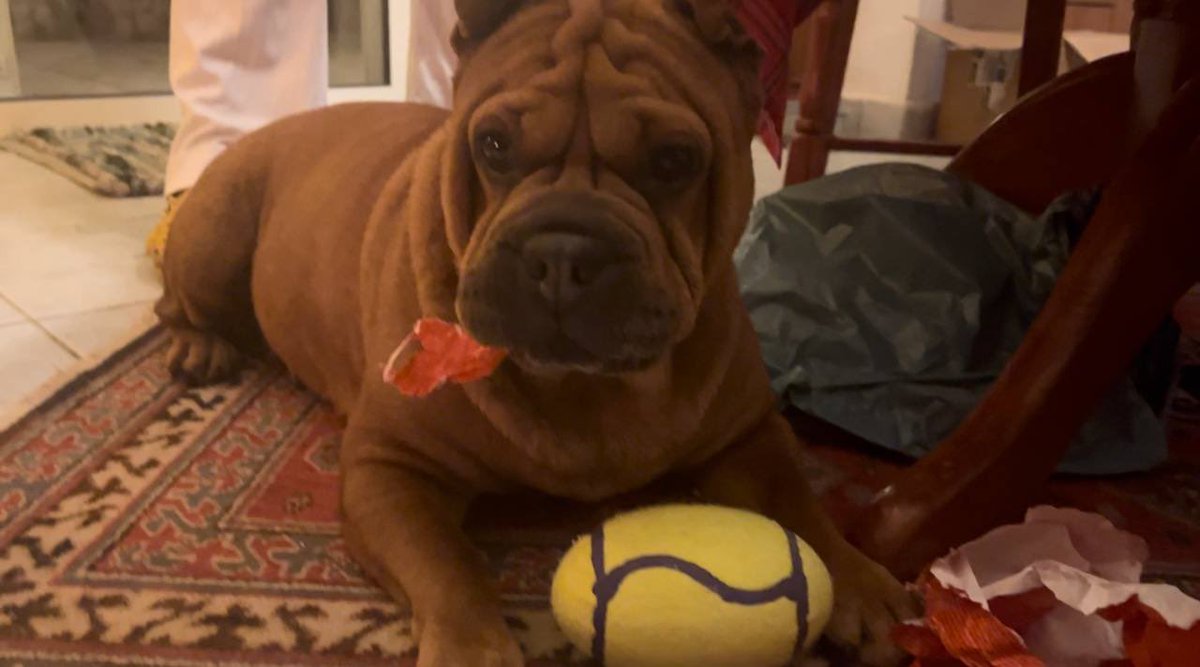 Shardogge's tweet photo. #MerryChristmas my friends https://t.co/HX30UBkF2j
