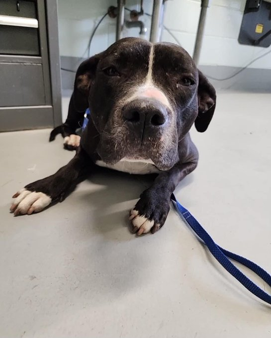 psychicwhisper3's tweet photo. 🆘💔MARGE😟#A351299
#CorpusChristiTX
Hit By🚘TX Drivers Again ‼️
😢Marge Dies 12/27 W/Out #MedResQ
Only 3 Yrs Old
Sad Face Sad Life Give Her Hope✨
😟She Is The Victim Please Help Her🙏
Pls #Pledge 4 Her Care Contact:
📧ccacsrescues@cctexas.com
☎️361-826-4630
🆘🐾🆘🎄💔🎅🐾🆘 https://t.co/roTUSaKb8j