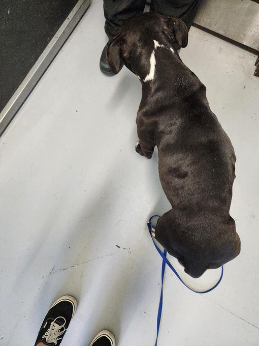 psychicwhisper3's tweet photo. 🆘💔MARGE😟#A351299
#CorpusChristiTX
Hit By🚘TX Drivers Again ‼️
😢Marge Dies 12/27 W/Out #MedResQ
Only 3 Yrs Old
Sad Face Sad Life Give Her Hope✨
😟She Is The Victim Please Help Her🙏
Pls #Pledge 4 Her Care Contact:
📧ccacsrescues@cctexas.com
☎️361-826-4630
🆘🐾🆘🎄💔🎅🐾🆘 https://t.co/roTUSaKb8j