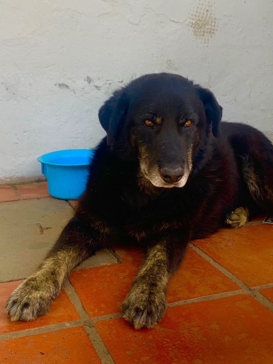 AnaDeRogatis's tweet photo. Tenemos a este santo en casa del remanso de neptunia luego de que siguiera a hijo desde la playa de El Pinar esta madrugada. Es un amor, queremos que encuentre a sus dueños. Me ayudan a difundir? Gracias 🙏🫶🏽 https://t.co/ysSdpEFoJA