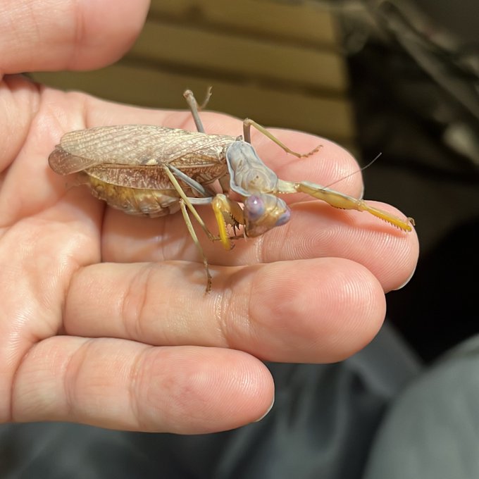 最後のハラビー
動きが鈍く
もうすぐお別れっぽいです 