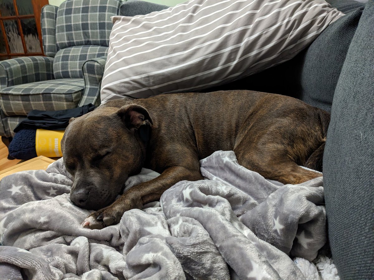 mbotreads's tweet photo. Pepper is enjoying a traditional after dinner nap.
Hope you get a good rest, Charlie, and manage to keep resting while your body is poorly.
#TalkWithCharlie https://t.co/5vVS0r3K4P