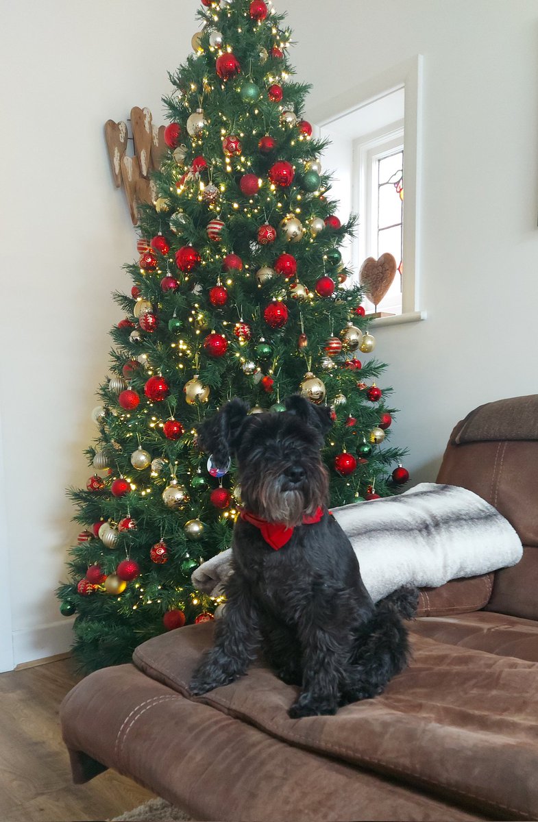 Merry Christmas pals! 🐾🎄🎅❤️