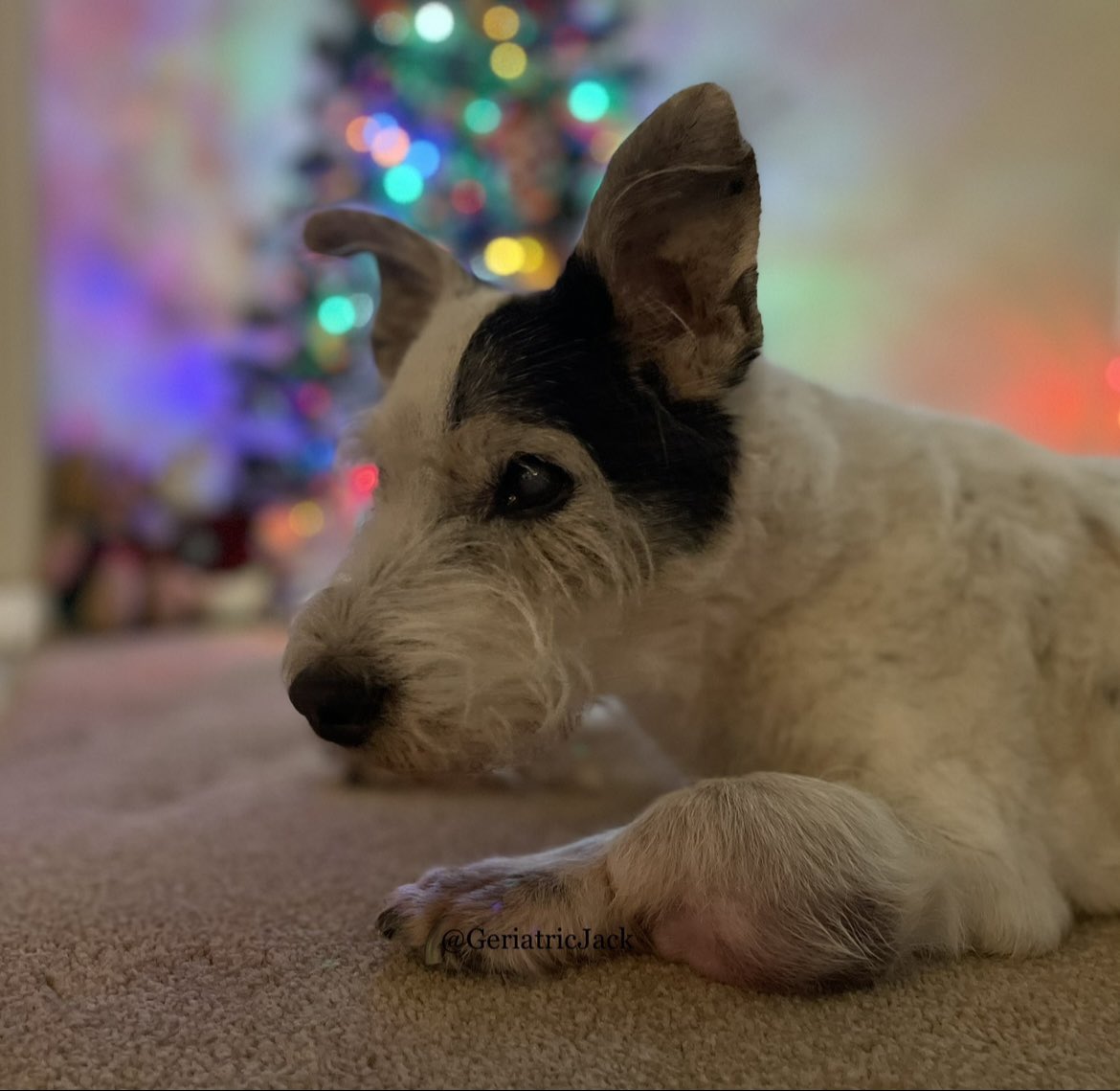 guess what pals? today is my BIRTHDAY! 17 years old (in human years)🎄🥳🎅 the humans are gonna share some 🥩🥔 with me later! 
#dogsoftwitter 
#ChristmasBaby 
#OldManJack