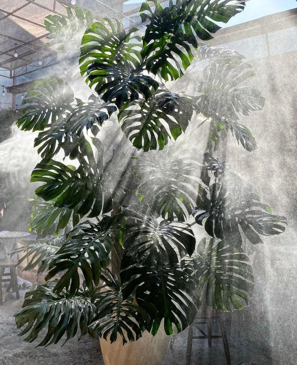 Light shining on a giant Monstera 🌿