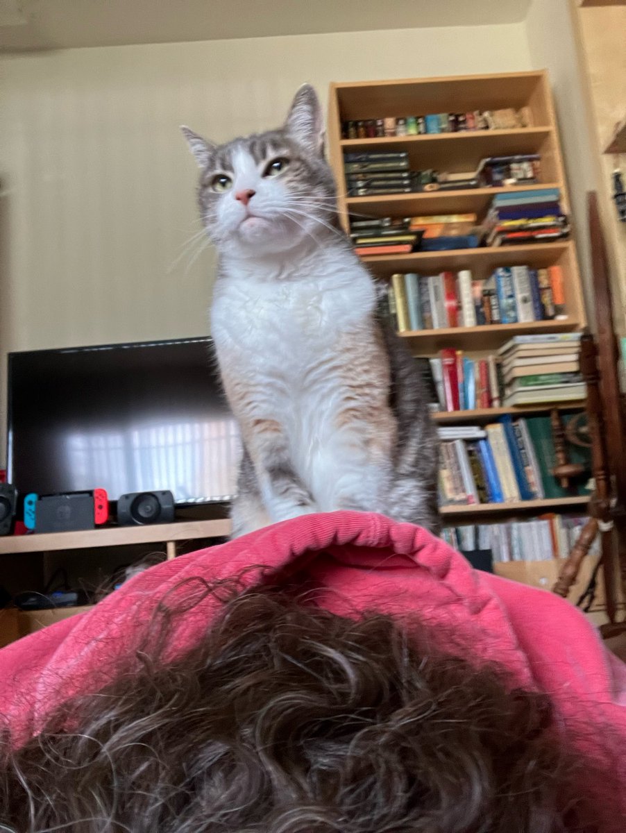 Alpenglow Industries (alpenglow@mstdn.social) (@alpenglowind) on Twitter photo Merry Catmas!  Rascal is helping with my physical therapy exercises this morning. Merry Catmas!  Rascal is helping with my physical therapy exercises this morning.