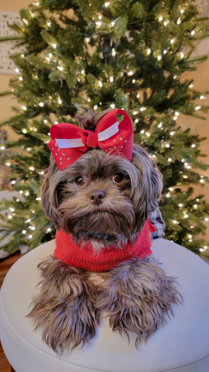 CocochanelPup's tweet photo. Merry Christmas 🎅 🎄 ❤️ https://t.co/ZVAIo7fBBF