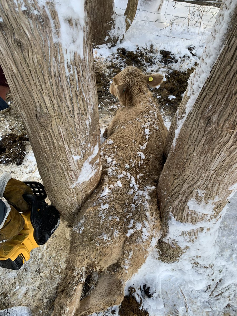 Christmas morning rescue. Heifer calf wandered into cedars during blizzard &amp; wedged herself in between lucky to find her in time