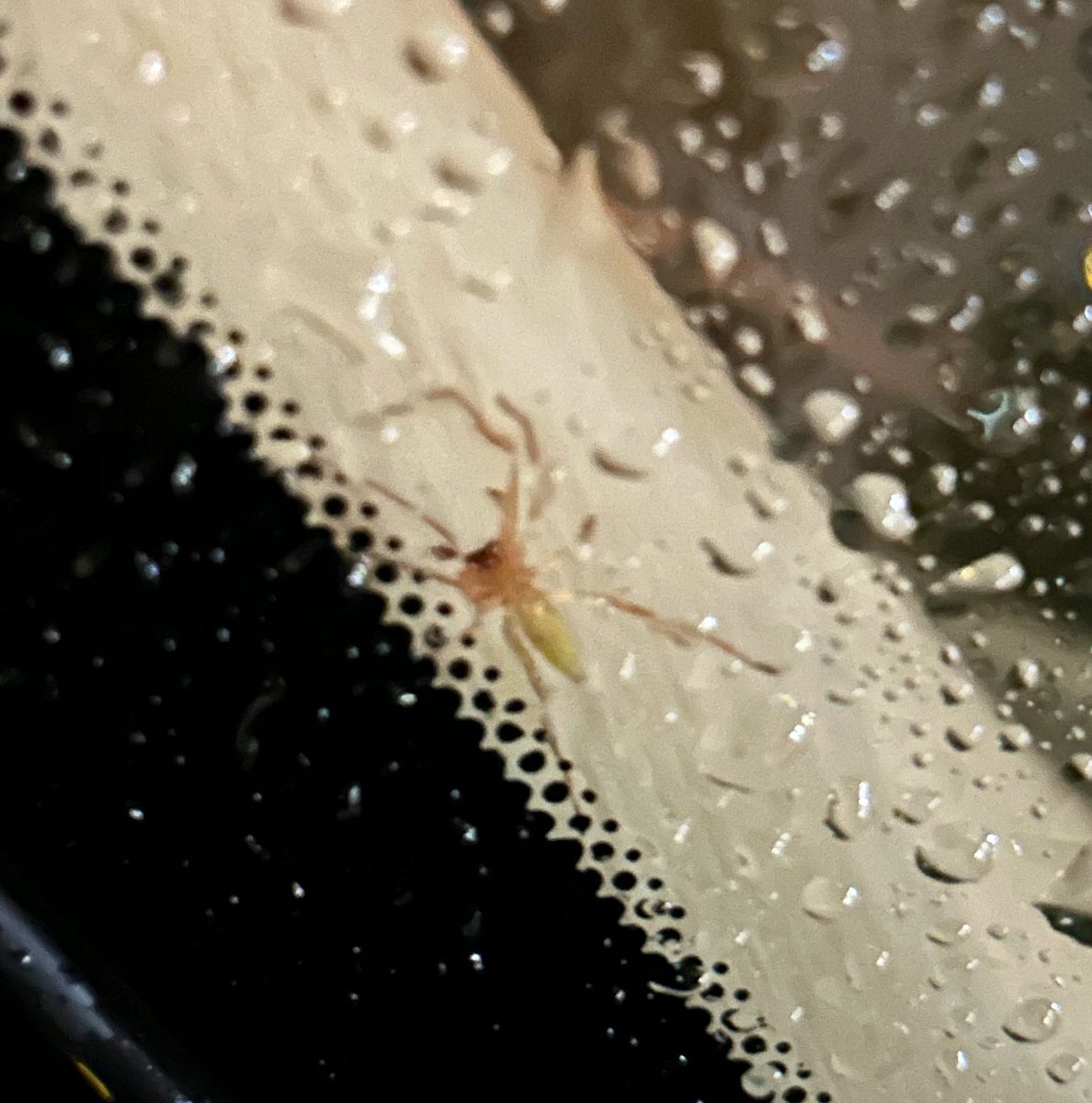 ItCabrero's tweet photo. Hola @Arachno_Cosas. Encontré este bicho en mi coche en CDMX y quería tu opinión. La foto es muy malona, intentaré describirle: pequeña, como del tamaño de la punta del dedo gordo, rosa-amarilla con “ojitos” oscuros, su panza era alargada. https://t.co/L4tBXl62h9