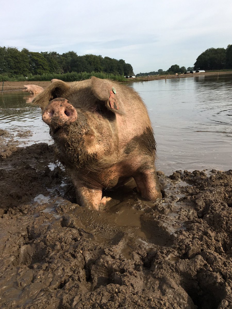 Pigspec's tweet photo. @samatlounge @RishiSunak Do you work in finance? https://t.co/EcuvPZgBNQ