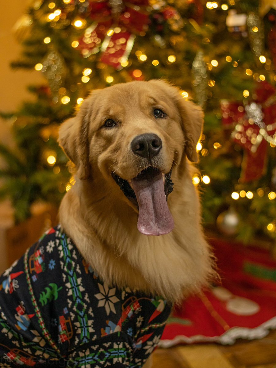 My Christmas photos of this year 🥰🥰 #dogs #ChristmasDogs #goldenretriever #dogsoftwitter