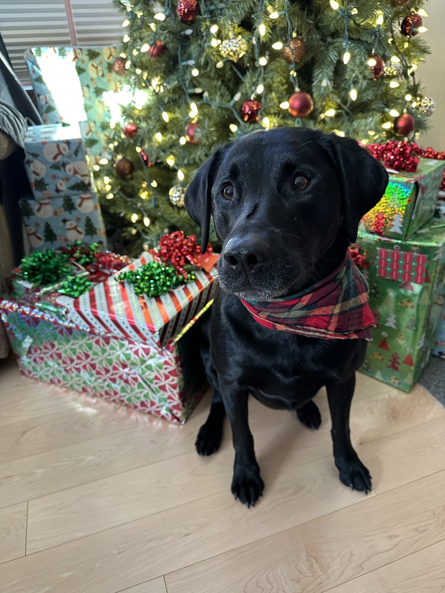 danbrosman's tweet photo. Merry Christmas from the Brosmans! 🎄 https://t.co/uYG5m00eFh