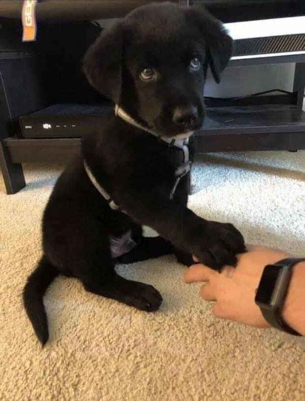 Best in Dogs tweet media