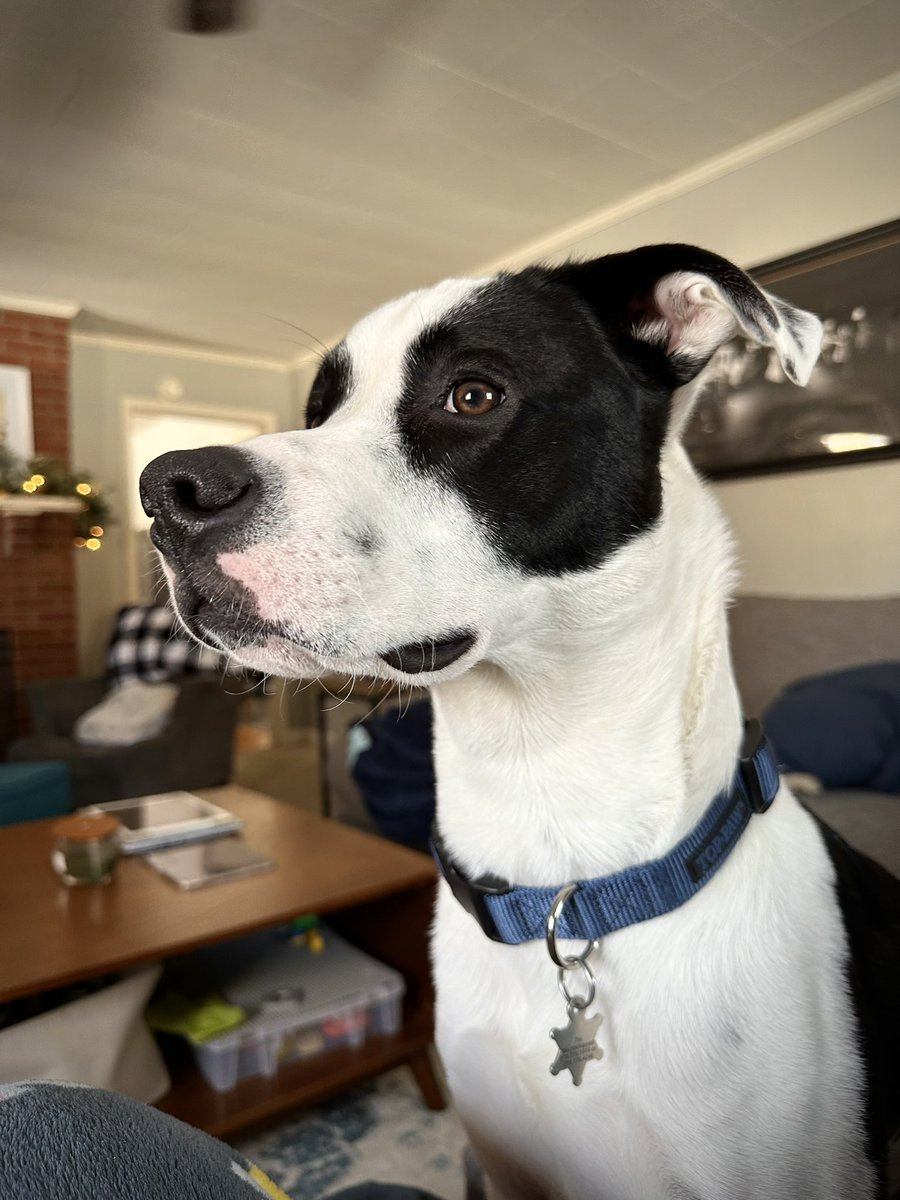 knewjackson's tweet photo. #bestathomecontest #Andrewthemysterydog https://t.co/e3TLThJ0hj