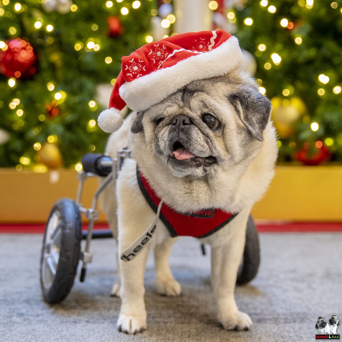 Merry Christmas! 🎄❤️💚