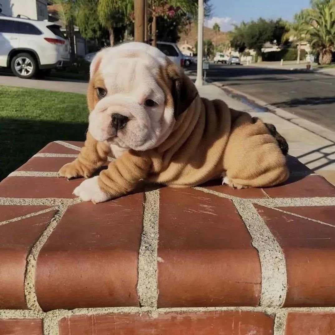 BulldogGardenUS's tweet photo. Has this made smile on your face?☺️🐶❤️
then Share this and follow us @BulldogGardenUS
#buldogs #Englishbulldog #puppylove #puppies #Bulldogs #bulldoglover #dog #dogs #dogsoftwitter https://t.co/fnKTKv64w7