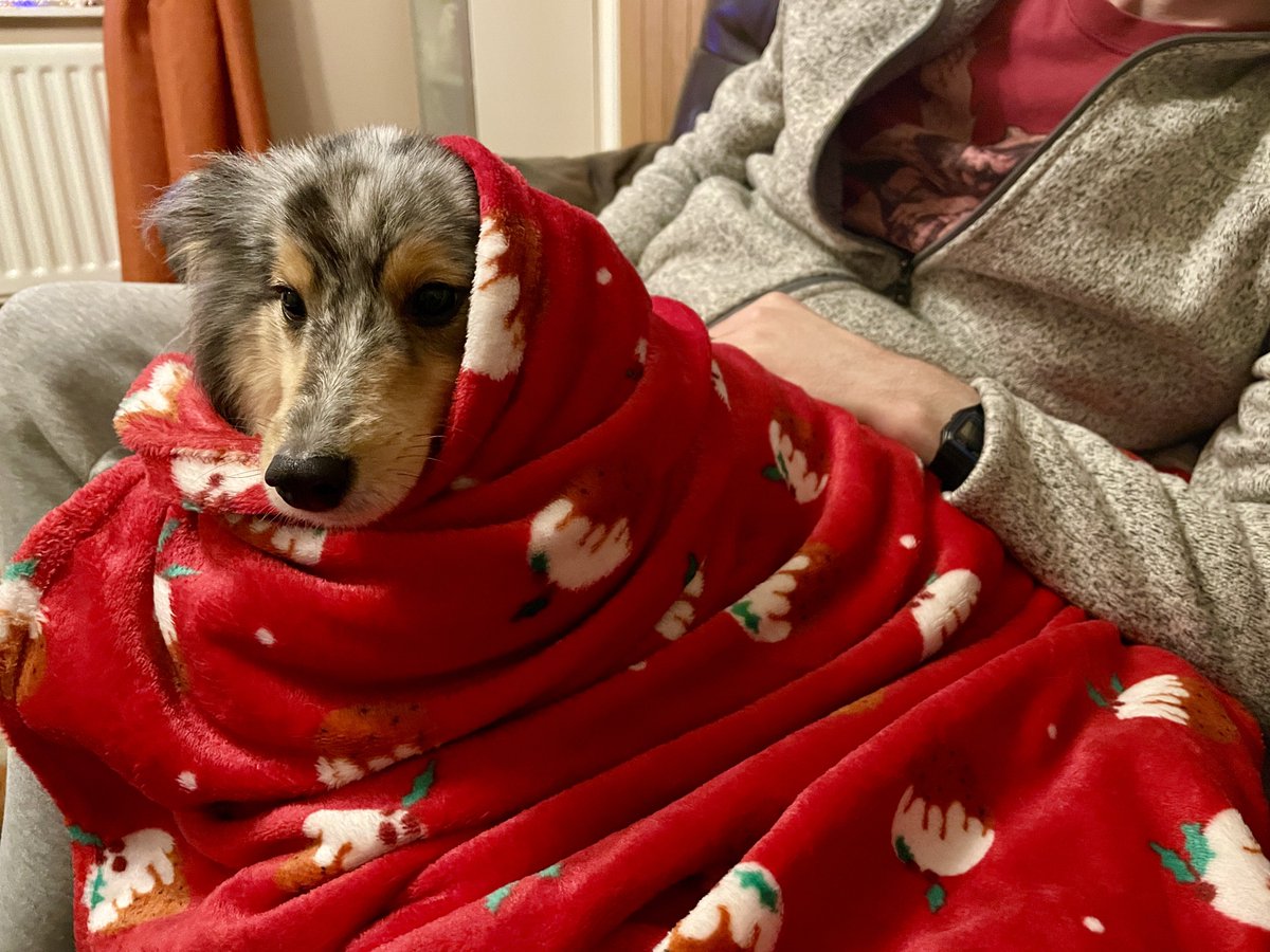 AugustusSheltie's tweet photo. Merry Christmas pals! I’m cuddled in my pudding blanket after getting lots of turkey handouts. https://t.co/mHURUfunwV