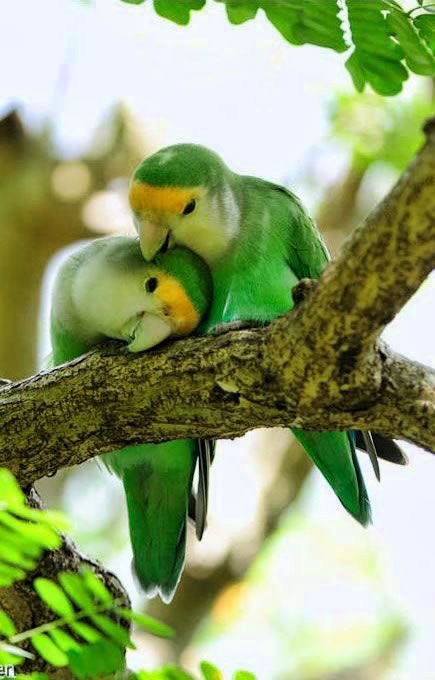 True Love
