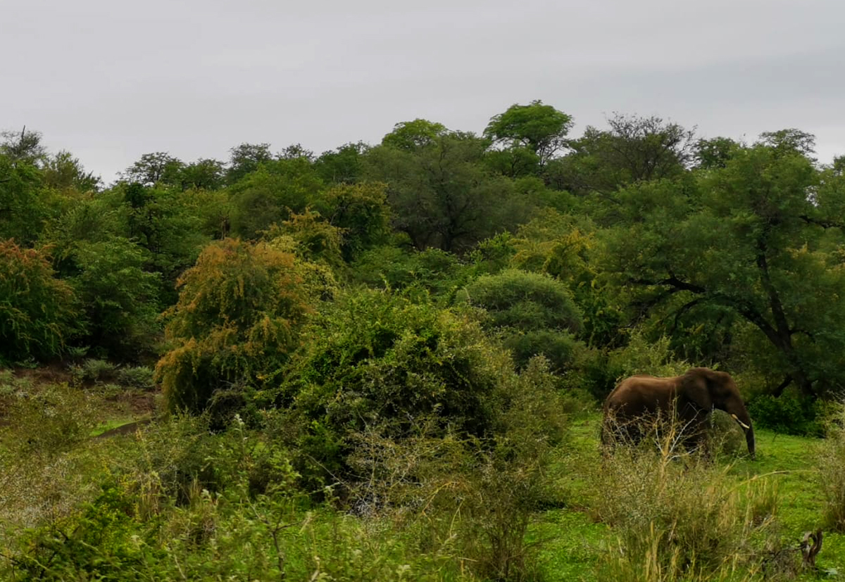 EcoTraining's tweet image. Consolidation with EcoTraining's Professional Field Guide students is underway and going well. 

Makuleke had a fair amount of rain, and the Concession is brimming with life!!🐘🐃🪲🌺

Photo credit: David Havemann

#fgasa #cathsseta #ecotraining