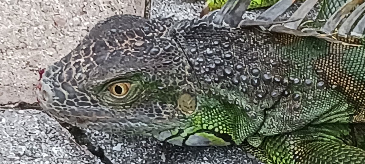 Bart Cuseo (@canvasartbybart) on Twitter photo <a href="/CBSMiami/">CBS News Miami</a> <a href="/DaveWarrenCBS4/">Dave Warren</a>
<a href="/KeithCBS4/">Keith Jones CBS Miami</a> <a href="/KarliBarnett/">Karli Barnett</a> <a href="/CindyPreszler/">Cindy Preszler</a> <a href="/LaurenPastrana/">Lauren Pastrana - CBS News Miami</a> <a href="/MarybelCBS4/">Marybel Rodriguez</a> <a href="/NajaheSherman/">Najahe Sherman CBS News Miami</a>
<a href="/LissetteCBS4/">Lissette Gonzalez</a> <a href="/JenniferWXwoman/">Jennifer Correa</a> <a href="/CraigSetzer/">Craig Setzer, CCM</a> @NLaurenTV <a href="/IvanCBSMiami/">Ivan Cabrera</a> <a href="/AshleyCBSMiami/">Ashley Dyer</a>Ā <a href="/AustinCarterTV/">Austin Carter</a> @TrishChristakes <a href="/LisaPetrillo/">Lisa Petrillo</a> Merry Christmas! šFrozen Iguana š¦ <a href="/CBSMiami/">CBS News Miami</a> <a href="/DaveWarrenCBS4/">Dave Warren</a>
<a href="/KeithCBS4/">Keith Jones CBS Miami</a> <a href="/KarliBarnett/">Karli Barnett</a> <a href="/CindyPreszler/">Cindy Preszler</a> <a href="/LaurenPastrana/">Lauren Pastrana - CBS News Miami</a> <a href="/MarybelCBS4/">Marybel Rodriguez</a> <a href="/NajaheSherman/">Najahe Sherman CBS News Miami</a>
<a href="/LissetteCBS4/">Lissette Gonzalez</a> <a href="/JenniferWXwoman/">Jennifer Correa</a> <a href="/CraigSetzer/">Craig Setzer, CCM</a> @NLaurenTV <a href="/IvanCBSMiami/">Ivan Cabrera</a> <a href="/AshleyCBSMiami/">Ashley Dyer</a>Ā <a href="/AustinCarterTV/">Austin Carter</a> @TrishChristakes <a href="/LisaPetrillo/">Lisa Petrillo</a> Merry Christmas! šFrozen Iguana š¦