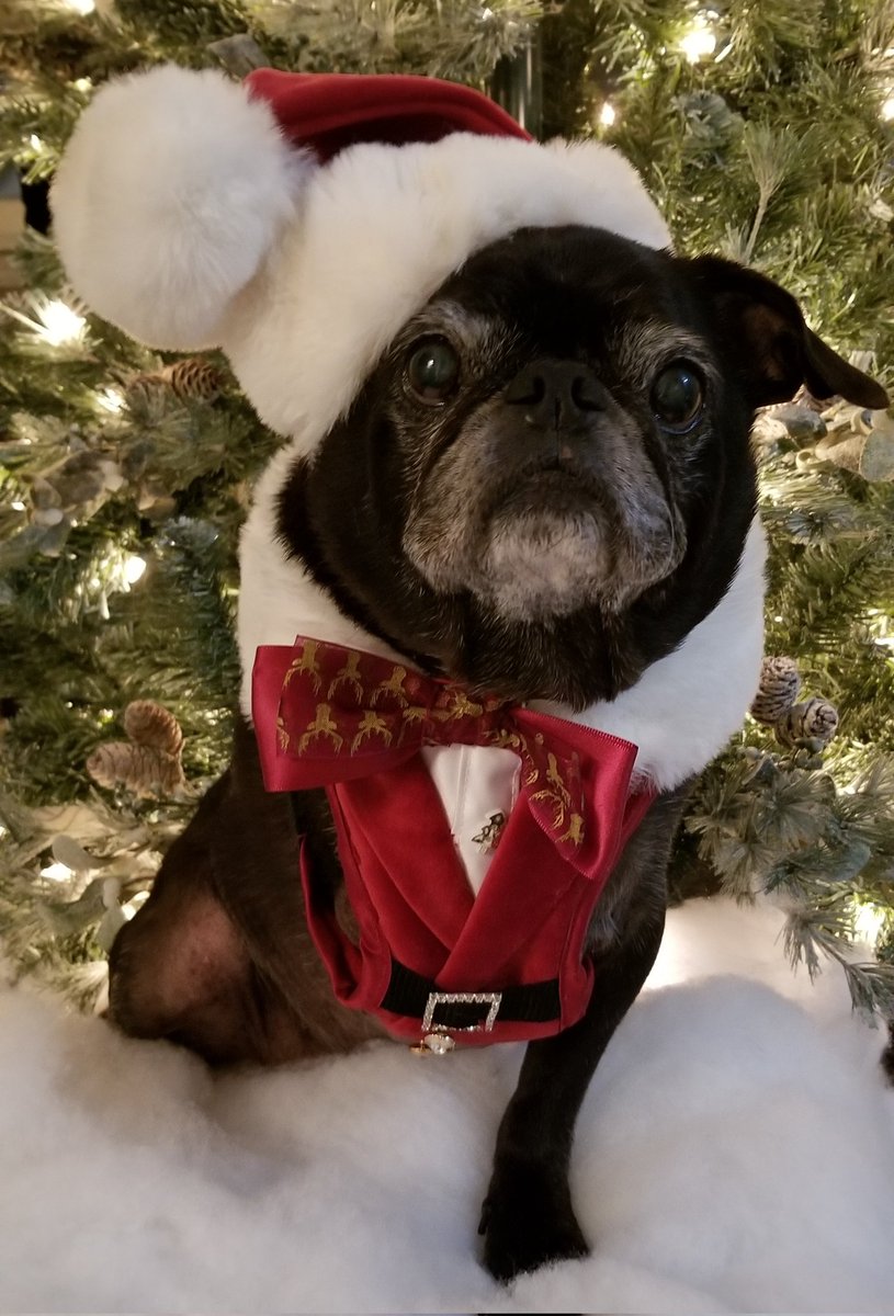 MisterPemberto1's tweet photo. Merry Christmas to all ππ
π #christmaspug #christmas #pug #puglife #pugs #pugsoftwitter #dogsoftwitter #tripawd #santaclaus #santapaws #santa #santapug https://t.co/ATF2R4VaYs