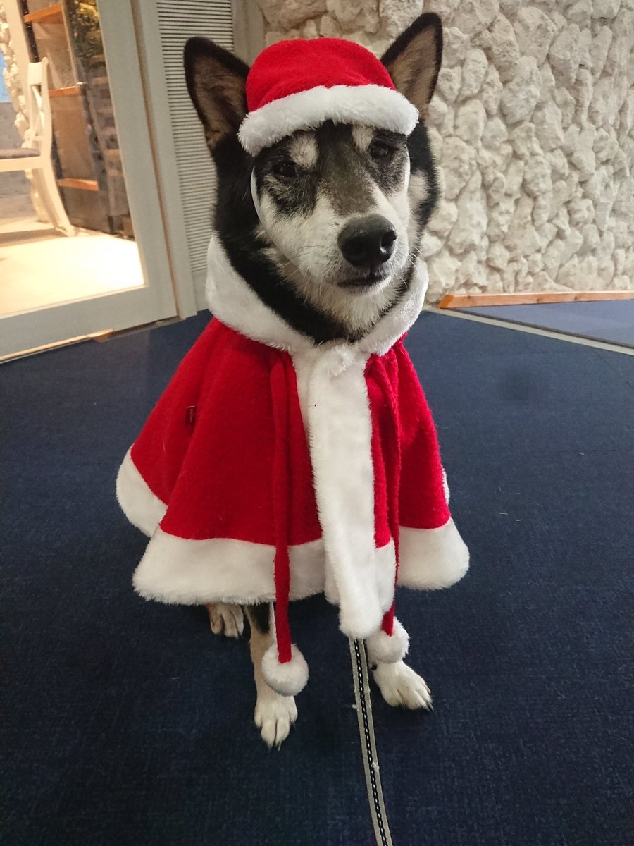 PAPUA43849515's tweet photo. メリークリスマス♪

#クリスマス　#柴犬 https://t.co/nwACYtIf6Z