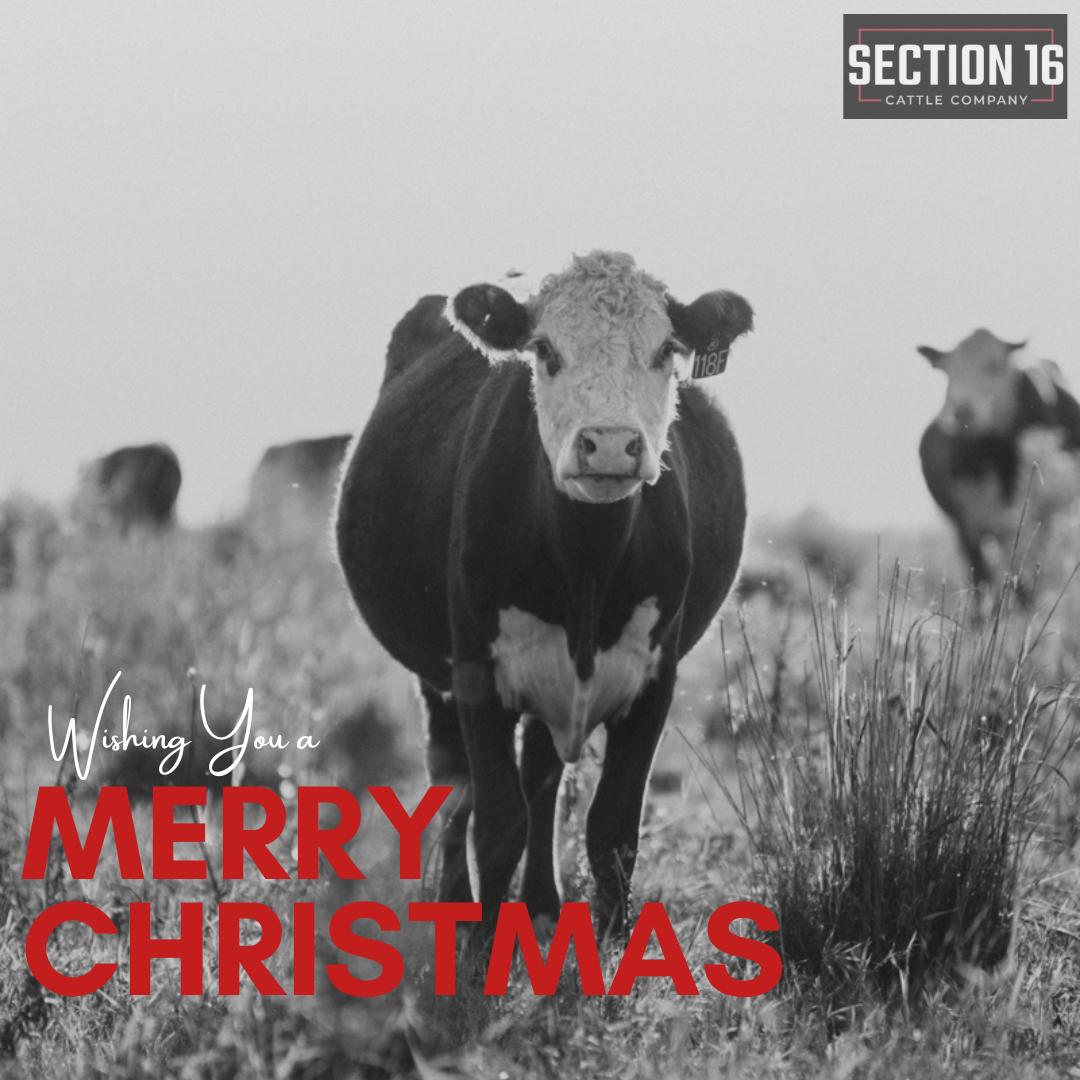 Wishing you all a very merry Christmas🎄