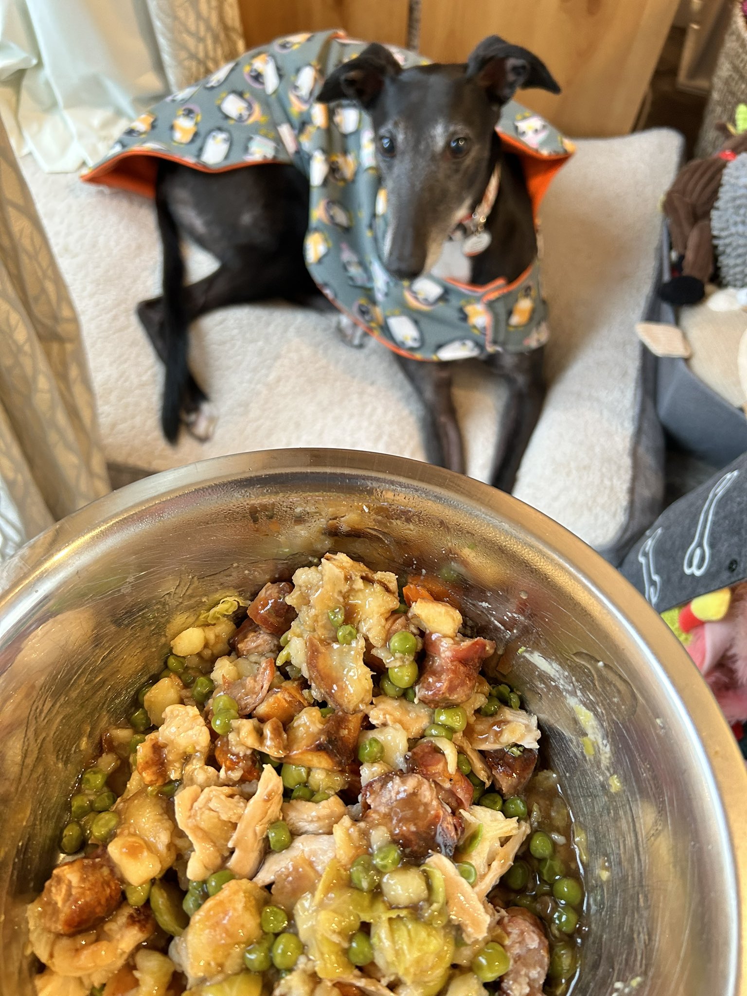 Luna the Greyhound 🇺🇦 (lunagreyt) / Twitter