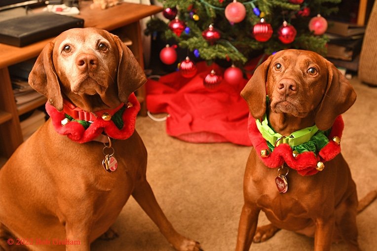 Merry Christmas from Shasta and Elsa. #merrychristmas #vizsla #humgarianvizsla